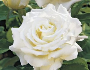 Close-up of creamy white roses in bloom with soft petals and dark green leaves, ideal for top indoor plants, in the background.