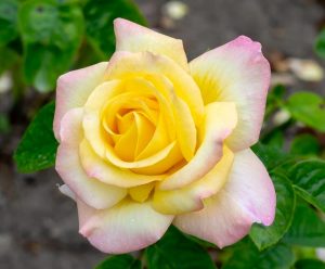 A yellow rose with pink edges blooms against a backdrop of top indoor plants, showing vibrant colors and delicate petals.