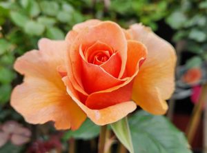 Close-up of a vibrant orange rose in bloom, one of the top indoor plants, with soft focus on green foliage in the background.