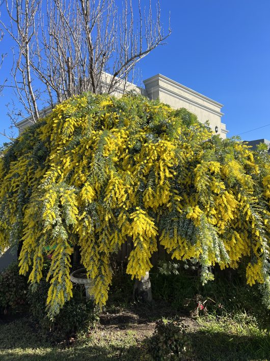 An Acacia 'Goldilocks' Wattle from a 16" pot, adorned with drooping branches and vibrant yellow blossoms, stands against a building under a clear blue sky.