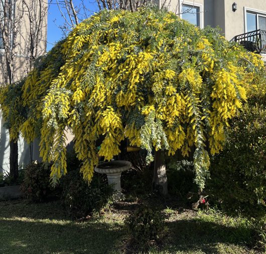 An Acacia 'Goldilocks' Wattle 16" Pot (Standard) with dense yellow blossoms and green foliage, partially shading a small birdbath in a landscaped yard. A building exterior is visible in the background.