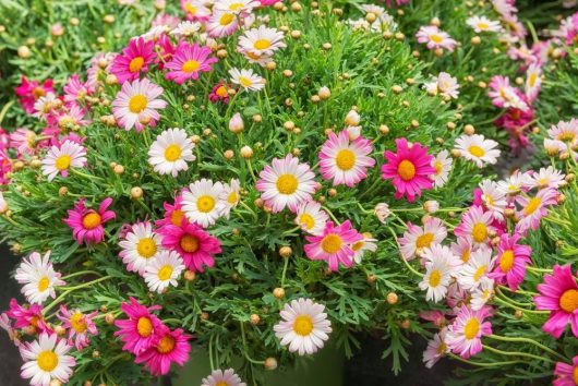 A lush cluster of pink, white, and yellow Argyranthemum 'Sunny Days' Federation Fancy 6" Pot (Copy) with green foliage, displaying numerous vibrant blossoms and a few unopened buds.
