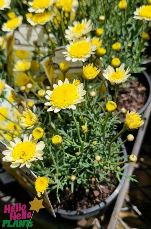 Argyranthemum 'Sunny Days' Federation Fancy daisies bloom brightly in a pot adorned with a "Hello Hello Plants" label.