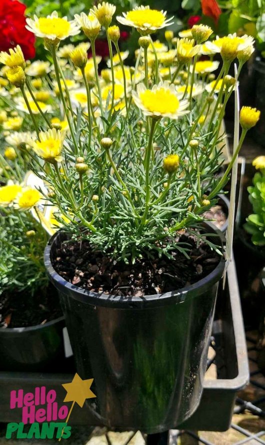 A 6" pot of Argyranthemum 'Sunny Days' Federation Fancy, featuring vibrant yellow blooms set against lush green leaves, sits elegantly on a metal shelf in a garden center.