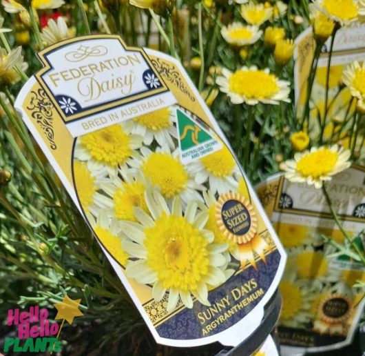 Close-up of a plant label for Argyranthemum 'Sunny Days' Federation Fancy 6" Pot, showcasing cheerful yellow blooms and proudly bred in Australia.