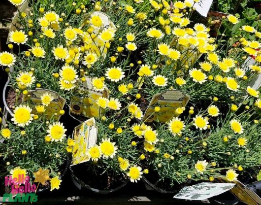 At a garden center, a collection of 6" potted plants named Argyranthemum 'Sunny Days' Federation Fancy showcases small yellow flowers and lush green foliage, beautifully highlighting their unique charm.