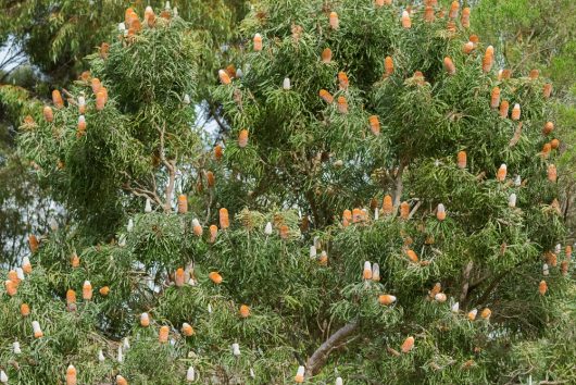A tree with numerous orange and white bottlebrush-like flowers, known as banksia prionotes 'Orange Banksia' 6" Pot, thriving among green foliage in a charming 6" pot.