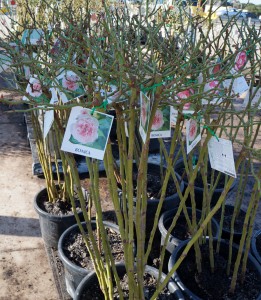 Potted rose bushes with bare stems and labels featuring images of pink roses, displayed outside as top indoor plants in a nursery.
