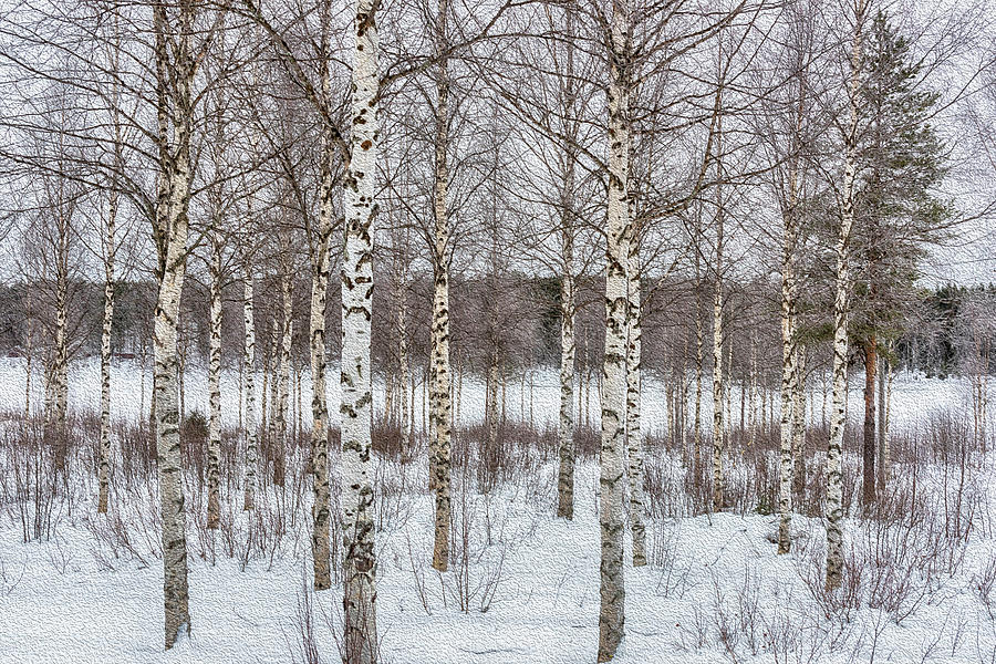 A snowy forest with numerous bare birch trees standing close together, displaying distinctive white bark with dark markings, offers a peaceful retreat during the Easter Long Weekend.