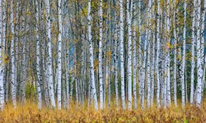 A dense grove of tall, white birch trees with some yellow and green leaves stands in a field of dry, brown grass, ready to welcome the Easter Long Weekend.