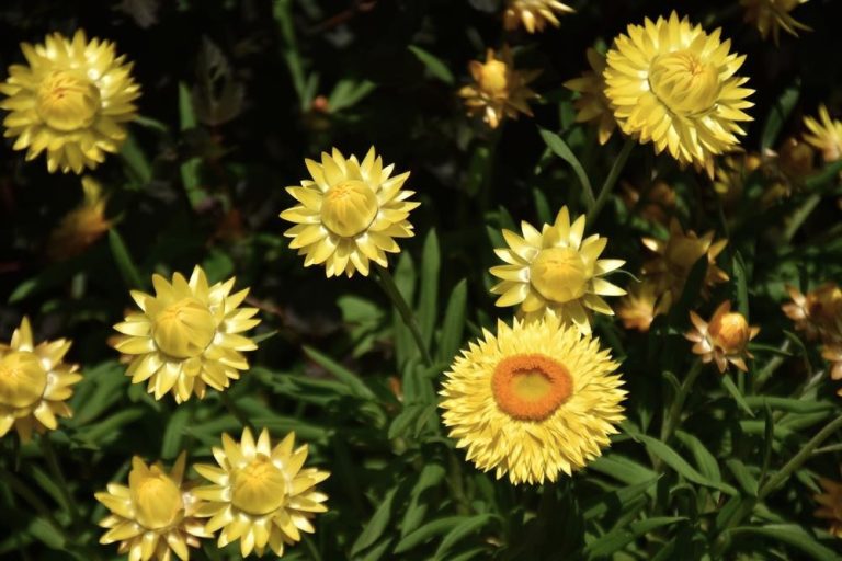 Bracteantha 'Daisy Fields Lemon' Native Paper Daisy 6