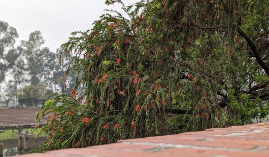 A tree with green leaves and clusters of small red flowers leans over a brick wall. Background includes other trees and a foggy sky.