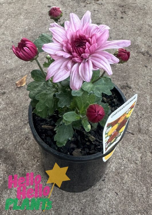 A Chrysanthemum 'Double Pink' 6" Pot with large double pink flowers and green leaves, featuring a label and decorative text saying "hello, hello plants" on a concrete background.
