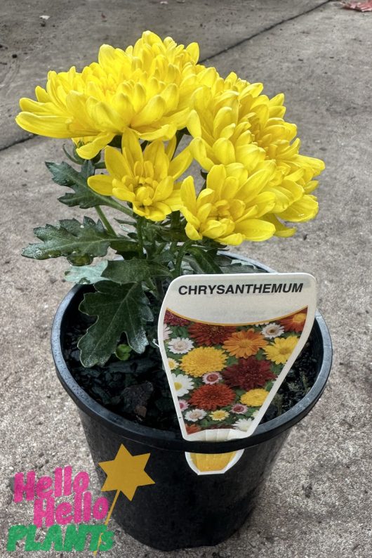 Chrysanthemum 'Double Yellow' 6" Pot plant in a 6" black pot with a label and decorative "hello" stickers, placed on a concrete surface.
