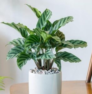 A green potted plant with zebra-patterned leaves sits on a wooden table, with a white pot filled with small pebbles.