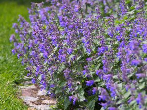 A cluster of vibrant purple catmint flowers (Nepeta species) blooming in a lush garden setting with green grass background.