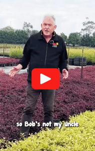 A man standing in a garden with various plants. He appears to be speaking about top indoor plants, and there is a YouTube play button over the image. Text overlay reads, "so Bob's not my uncle". loropetalum youtube video chris