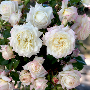 Cluster of white roses with a hint of pink at the edges, surrounded by green leaves, perfect for a Rose 'Future' Climber's garden.