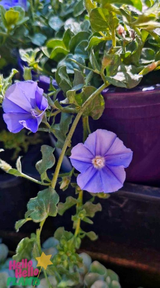 A close-up of Convolvulus 'Moroccan Moon' 6" Pot, highlighting its vibrant purple flowers and lush green leaves, with a colorful logo in the bottom left corner.