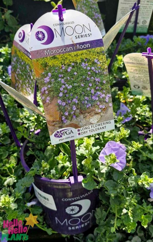 The Convolvulus 'Moroccan Moon' in a 6" pot features stunning purple flowers and is a distinguished member of the Moon Series. Renowned for its extended flowering period and exceptional drought tolerance, it is an ideal option for low-maintenance gardens.