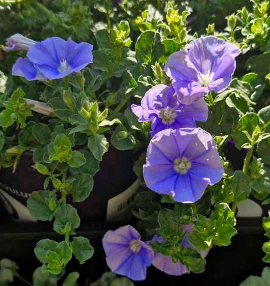 A grouping of Convolvulus 'Moroccan Moon' plants in 6" pots, featuring vibrant purple blooms and lush green foliage, enjoying the sunlight.