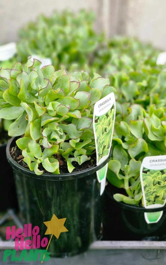 Crassula 'Max Cook' in 6" pots, featuring lush green leaves, are available for sale, each accompanied by care instructions and set against a softly blurred background.