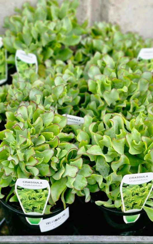 Close-up of several Crassula undulatifolia plants, including the elegant Crassula 'Max Cook' 6" Pot, showcasing their green wavy leaves in black pots with labels at a garden center.