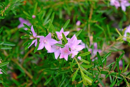 Close-up of light pink Crowea flowers with green leaves in the background, nestled perfectly in a Crowea 'Waxflower' 6" Pot.