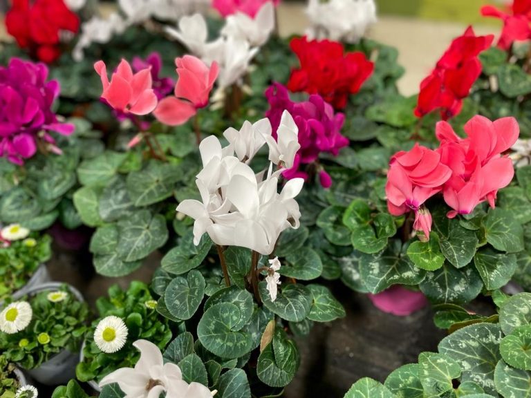 Cyclamen 'Halios® Mix' 6