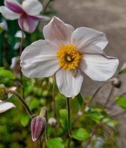 The Anemone 'Dainty Swan' Windflower in a 6" pot features white petals with a yellow center, surrounded by green leaves and unopened buds.