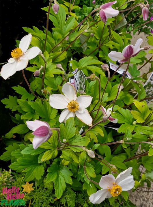 Clusters of Anemone 'Dainty Swan' Windflowers in 6" pots bloom with white and pink petals and striking yellow centers, surrounded by lush green foliage.