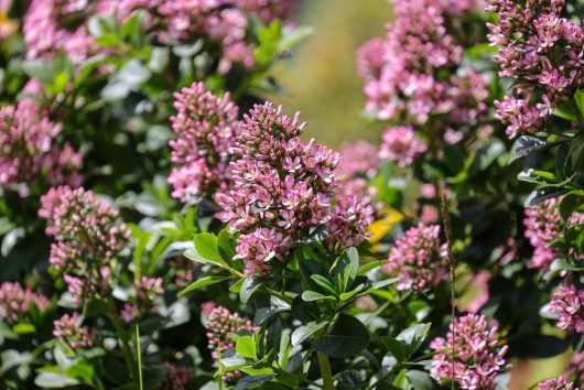 Close-up of a vibrant garden with clusters of blooming pink flowers and lush green foliage on a bright sunny day, featuring an Escallonia 'Gold Ellen' 6" Pot (Copy) thriving in its 6" pot.