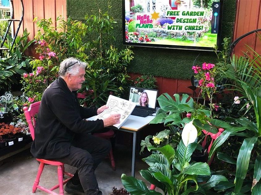 Chris sits at a laptop at Hello Hello Plants, engaged in a video garden design.