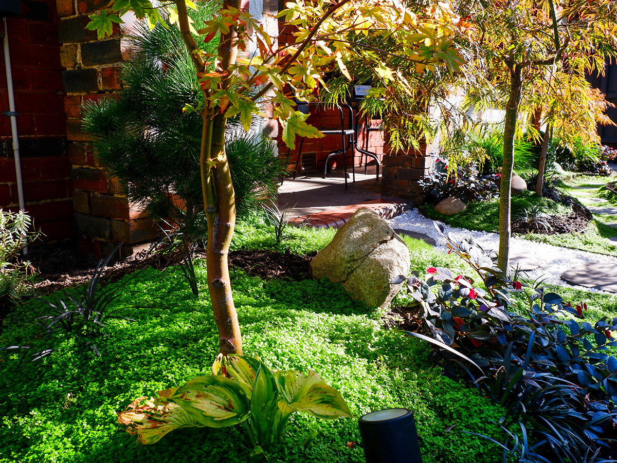 A garden with various plants, green ground cover, two small trees with yellow leaves, and a large rock. A brick building is visible in the background, partially shaded by the trees. This serene outdoor space complements top indoor plants perfectly placed inside the nearby structure.