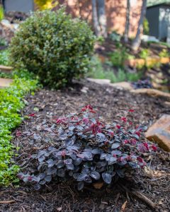 A landscaped garden with a focus on a Loropetalum shrub featuring dark purple and red leaves, mulched ground, and additional greenery along the edges offers inspiration for selecting top indoor plants.