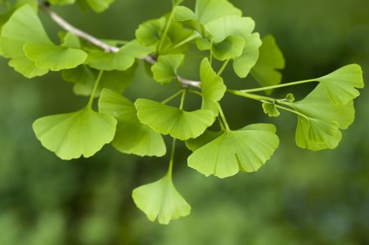 Close-up of green Ginkgo Biloba leaves on a branch. The fan-shaped leaves are bright and lush, contrasting with a blurred green background—a true Ginkgo 'Blagon Fanfare' 10" Pot in nature.