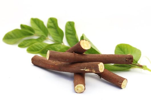 Four Glycyrrhiza 'Licorice Root' 4" Pots are displayed on a white background with green leaves in the background, showcasing Glycyrrhiza's natural beauty.