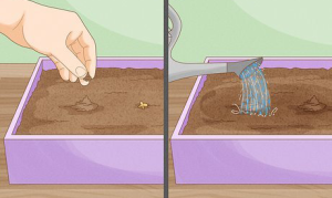 A hand planting a seed in soil on the left side of the image. On the right side, soil is being watered from a watering can.