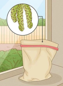 Illustration of a beige cloth bag with a pink ziplock seam, sitting on a windowsill. An inset shows the bag's contents, which appear to be green beans with numerous red spots. Grow Silver Birch Trees