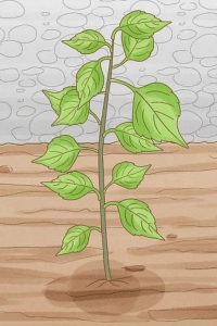 An illustrated young green plant with multiple leaves growing in soil, with a textured, gray background. Grow Silver Birch Trees