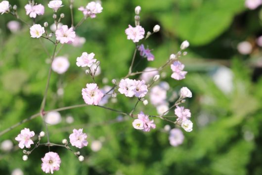 Close-up of delicate pink Gypsophila 'Gypsy Deep Rose' Baby's Breath 4" Pot flowers, also known as Gypsophila, on thin stems with a blurred green background, perfectly sized for a 4" pot.