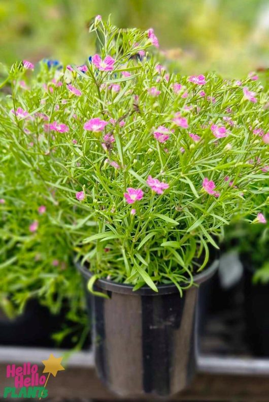 A Gypsophila 'Gypsy Deep Rose' Baby's Breath 4" Pot supports a lush plant with slender green leaves, embellished by delicate blooms, positioned on a black surface.