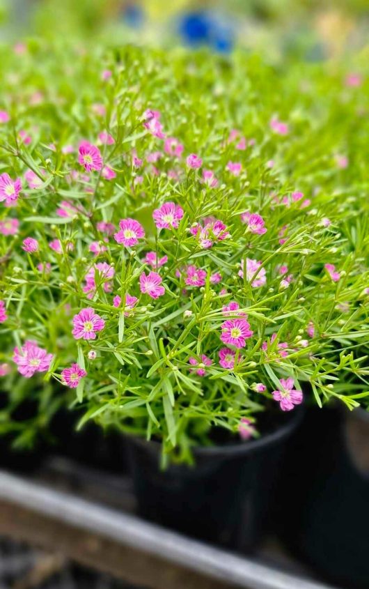 A 4" pot containing Gypsophila 'Gypsy Deep Rose' Baby's Breath, embellished with bright green foliage and numerous small pink flowers.