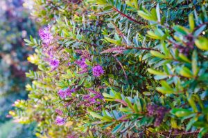 Close-up of a green Hebe 'Buxifolia' 3" Pot bush with numerous small, purple flowers blooming among the leaves. The image is bright and colorful, showcasing the dense foliage and vibrant flowers.
