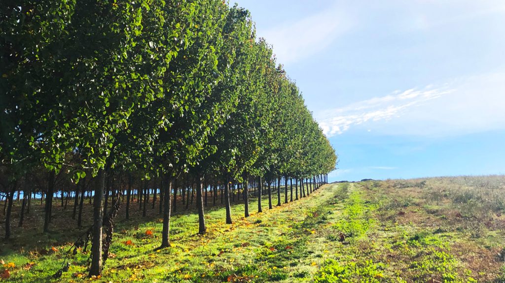 A neatly aligned row of advanced field-dug trees stretches into the distance on a bright, sunny day, with a grassy field to the right and a clear blue sky overhead.