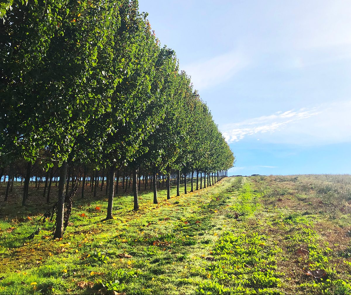 A row of closely planted, advanced field dug trees under a blue sky with an open grassy field on the right side.