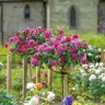 A vibrant rose bush with lush pink blooms, supported by stakes, set in a garden with various colored roses and a top indoor plants stone building in the background.