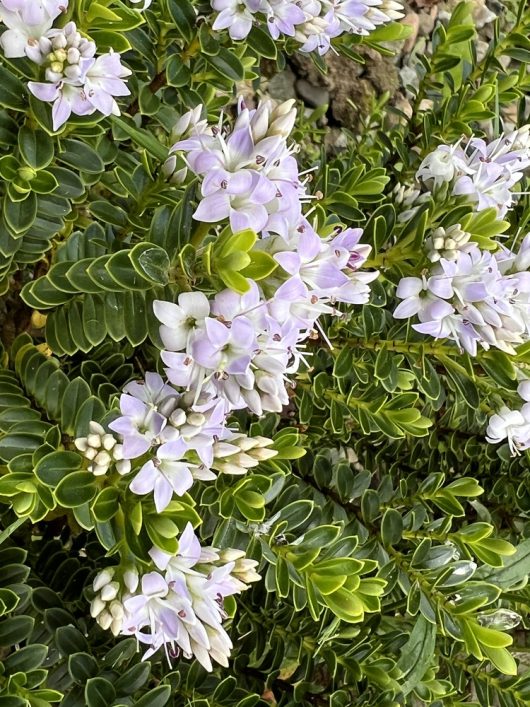 Close-up of a cluster of small, pale purple flowers with green leaves, from the dense shrub Hebe 'Buxifolia' 3" Pot.