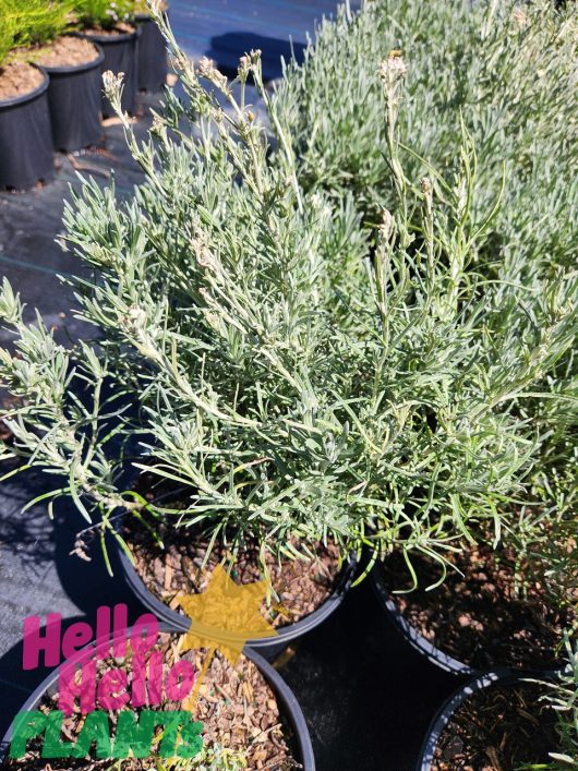 Potted Helichrysum 'Curry Plant' 8" pots, featuring narrow green leaves, rest on a black tarp. The "Hello Hello Plants" logo at the bottom left enhances your garden aspirations.