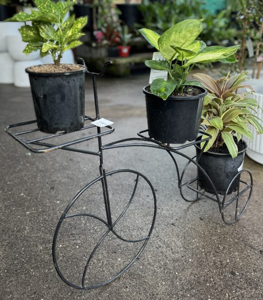 A Bicycle Plant Stand displays three potted plants on a paved outdoor surface, adding a touch of whimsy to your garden décor.